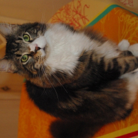 Photo de profil de Cookies