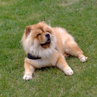 Photo de profil de Casumi
