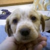 Photo de Choupine