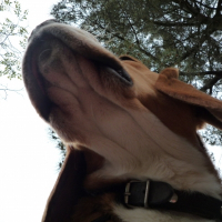 Photo de profil de Brigand