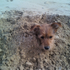 Photo de Darius