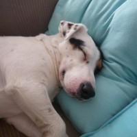 Photo de profil de Bosco