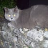 Photo de Blue, British Shorthair
