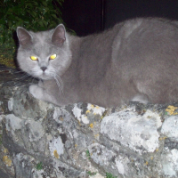 Photo de profil de Blue