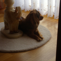 Photo de profil de Buffy