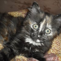 Photo de profil de Elsie