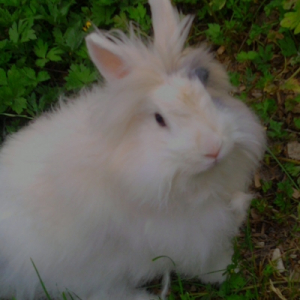 Photo de profil de Peluche