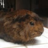 Photo de Poupette 