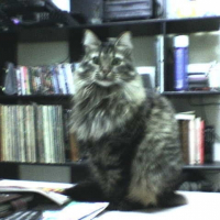 Photo de profil de Pinky