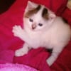 Photo de Loulou