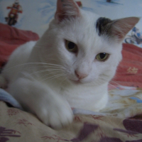 Photo de profil de Flocon