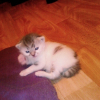 Photo de Gueulou