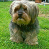 Photo de Oliver