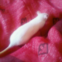 Photo de profil de Rubis