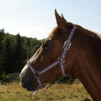 Photo de profil de Naya de la clairière