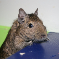 Photo de profil de Roméo