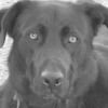 Photo de Diesel