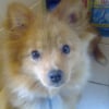 Photo de Rouky, Spitz Allemand