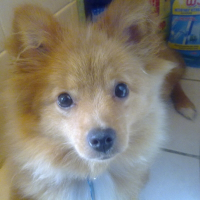 Photo de profil de Rouky