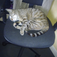 Photo de profil de Clochette