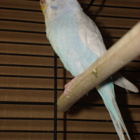 Photo de profil de Pimousse