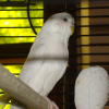Photo de Pimoussette