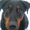 Photo de Attila