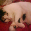 Photo de Sassy