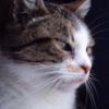 Photo de Chipie