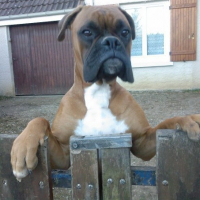 Photo de profil de Django