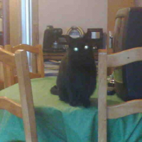 Photo de profil de Tigresse