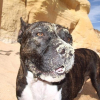Photo de Tyson