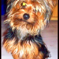 Photo de profil de Diabolo