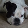 Photo de Scarlette, Boxer