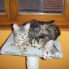 Photo de Nala et simba