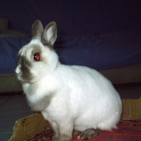 Photo de profil de Noisette