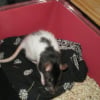 Photo de Isis, Rat