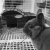 Photo de Gribouille