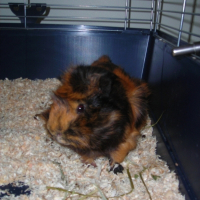 Photo de profil de Guizmo