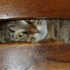 Photo de Loona
