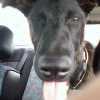 Photo de Spike