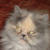 Photo de Vanille