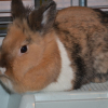 Photo de Cannelle