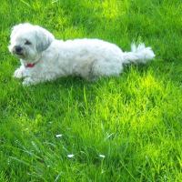 Photo de profil de Chippie