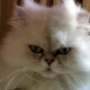 Photo de Venus