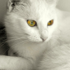 Photo de Keira