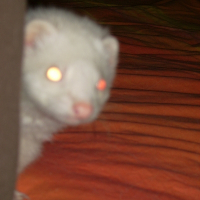 Photo de profil de Furie