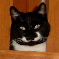 Photo de profil de Othello