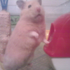 Photo de Hamtaro