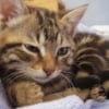 Photo de Milka